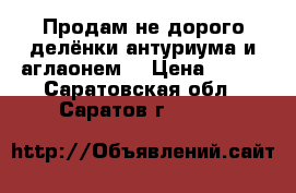 Продам не дорого делёнки антуриума и аглаонем  › Цена ­ 500 - Саратовская обл., Саратов г.  »    